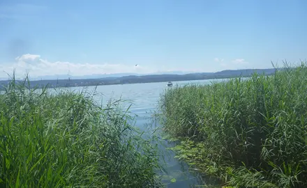 Evaluation de la qualité biologique des sédiments de lacs suisses au moyen des communautés d’oligochètes