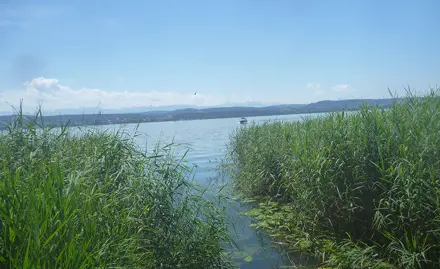 Evaluation de la qualité biologique des sédiments de lacs suisses au moyen des communautés d’oligochètes